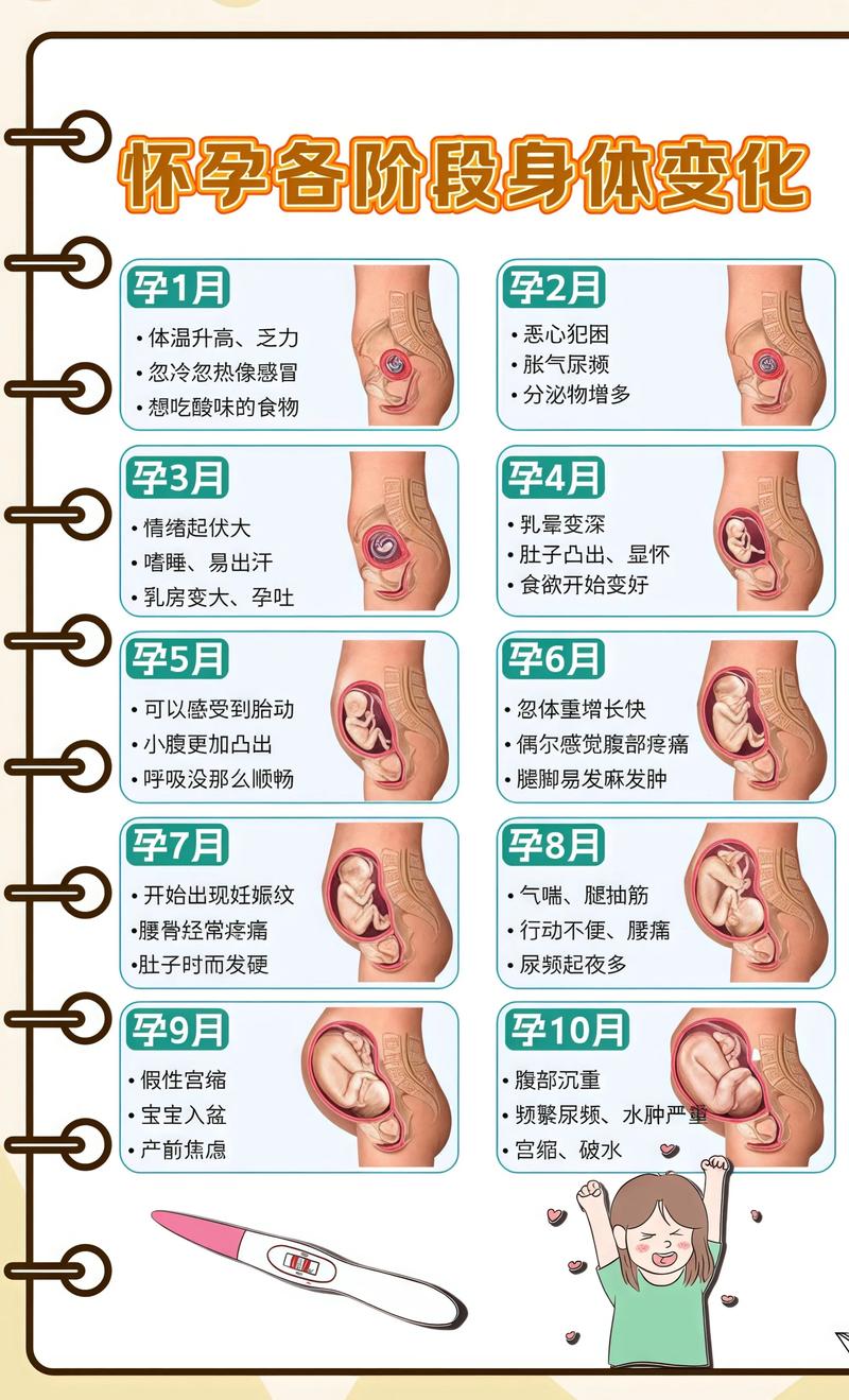 揭秘供卵代孕妈妈怀孕小腹分两节，孕期变化的奥秘云阳代生机构: